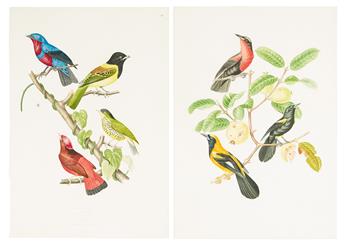 DESCOURTILZ, JEAN THEODORE. Group of 9 hand-finished chromolithographed plates of Brazilian birds,